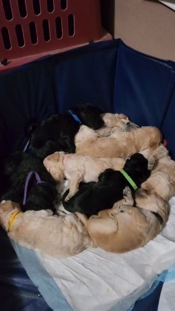 Goldendoodle Puppies in Arlington, Texas