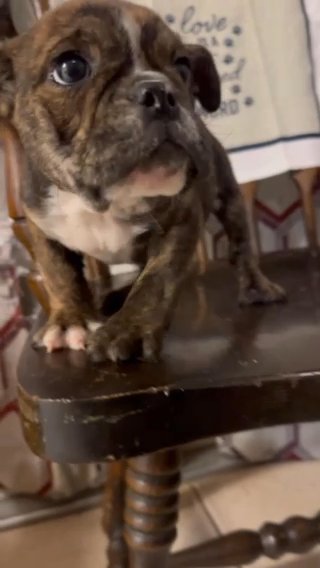 English bulldog Mini in Spring Hill, Florida