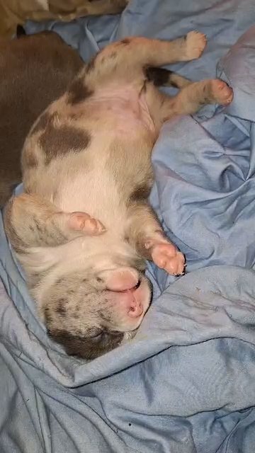 Merle male American bully in Greenwood, South Carolina