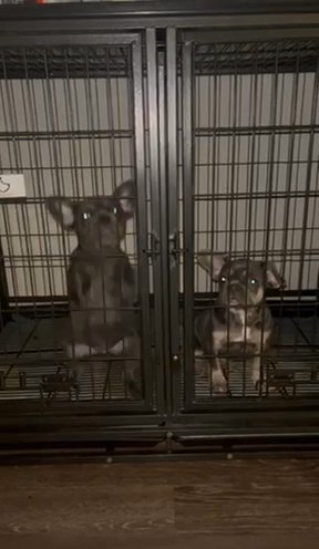 FRENCHIES 2 Females Left in Dallas, Texas