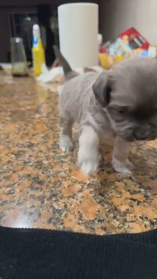 Maltese Puppies in Fresno, California