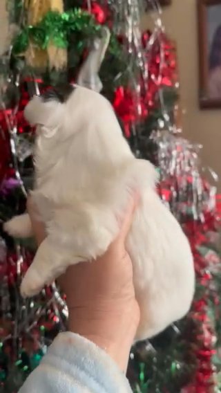 Akc Female in Sumter, South Carolina