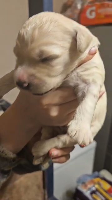 Golden doodle lab mix puppies in Chesapeake, Virginia