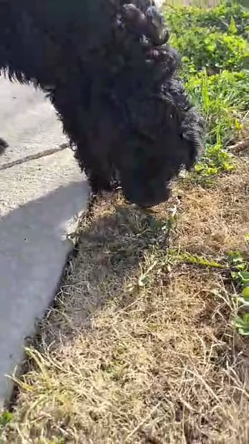 black goldendoodle in Nashville, Tennessee