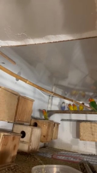 Lovebirds Singles And Pairs in Stamford, Connecticut