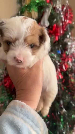 Akc Boy in Sumter, South Carolina