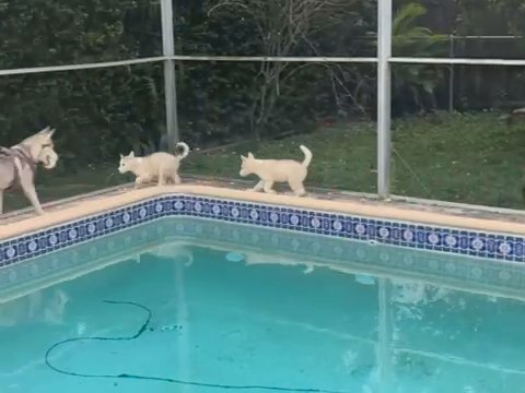 Haply Dogs in Miami, Florida
