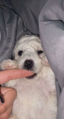 Bichon Frise in New York City, New York