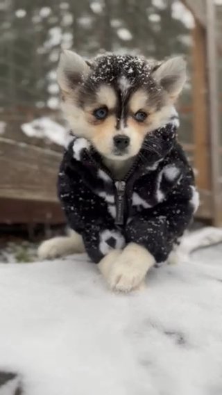 Male Mini pomsky in Portland, Oregon