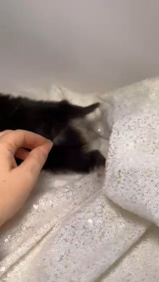 Micro Pomsky Girl - Spice in Portland, Oregon