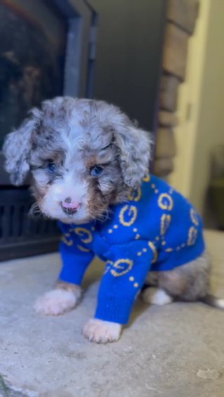 Micro Mini Mountain Aussiedoodle in Portland, Oregon