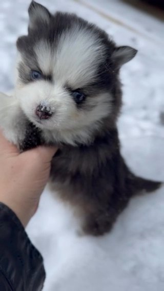 Vapor- Micro Pomsky in Portland, Oregon