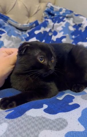 Purebred Scottish Fold in Phoenix, Arizona