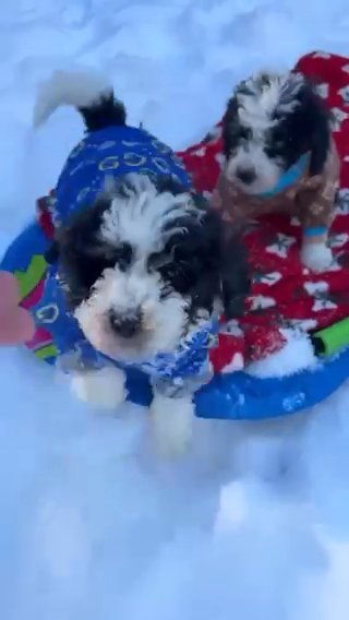 Micro Mountain Aussiedoodles in Portland, Oregon