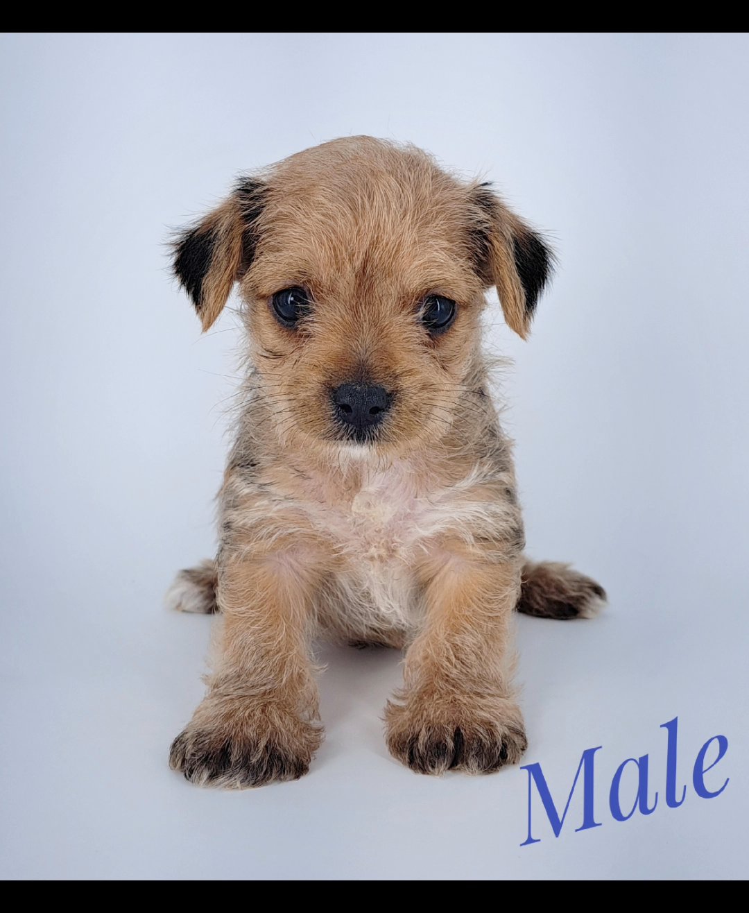 CKC YORKIES in Lexington, South Carolina