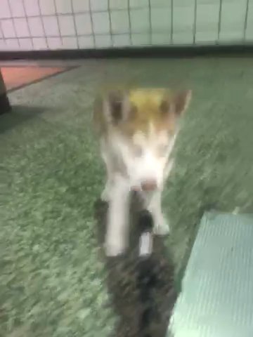 Husky Pup For Sale! in Los Angeles, California