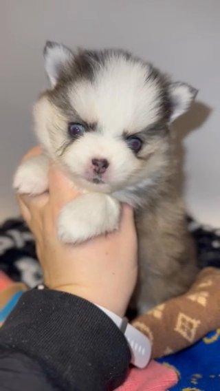 Extreme Micro Grey Pomsky in Portland, Oregon