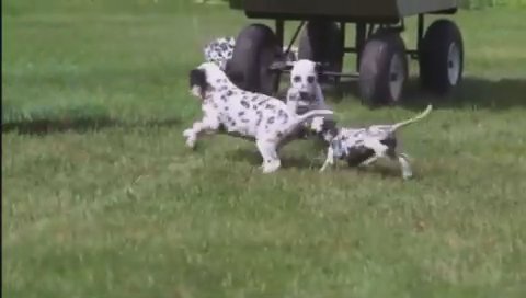 Dalmatian in New York City, New York