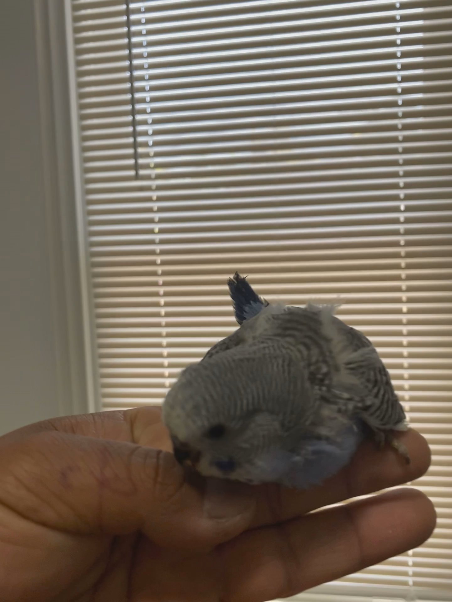 Looking for forever home in Arizona City, Arizona