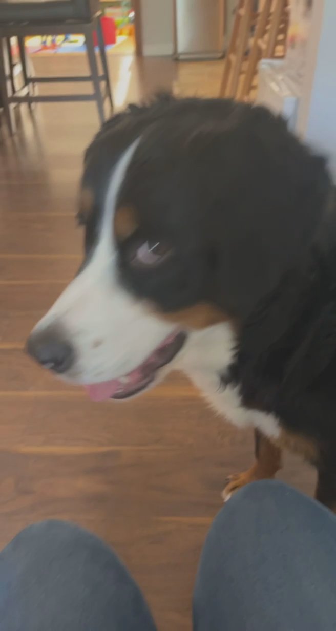 Bernese mountain Dogs - Male & Female in Arizona City, Arizona