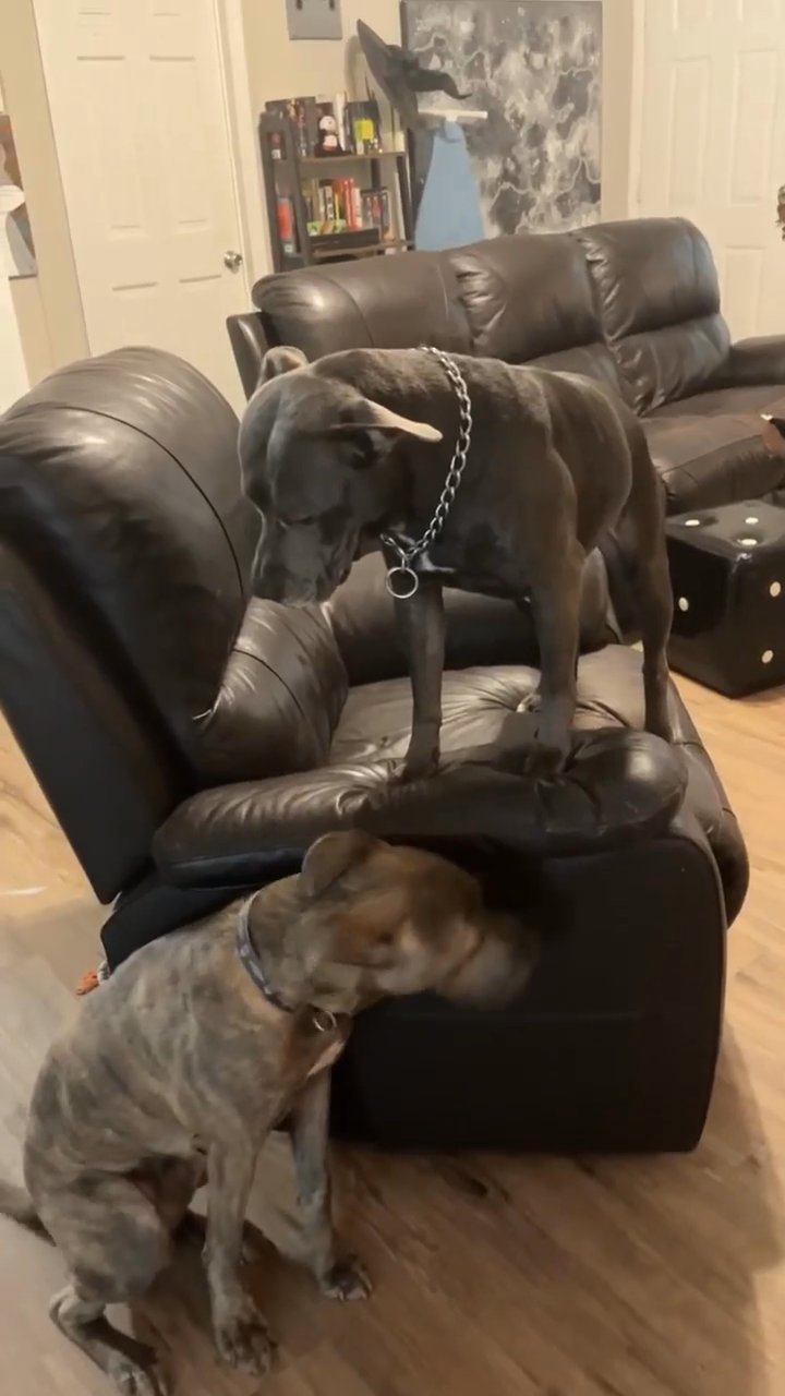 Puppies in Jacksonville, Florida