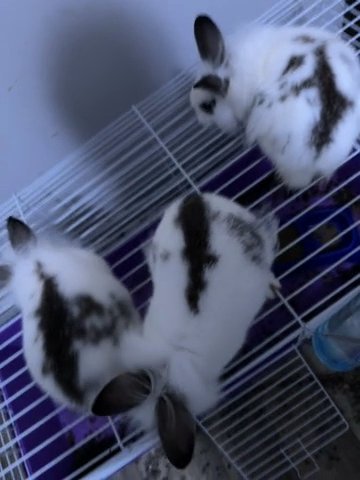 Bunny For Sale in Kingsland, Georgia