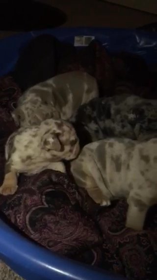 Pups For Sale in Milwaukee, Wisconsin