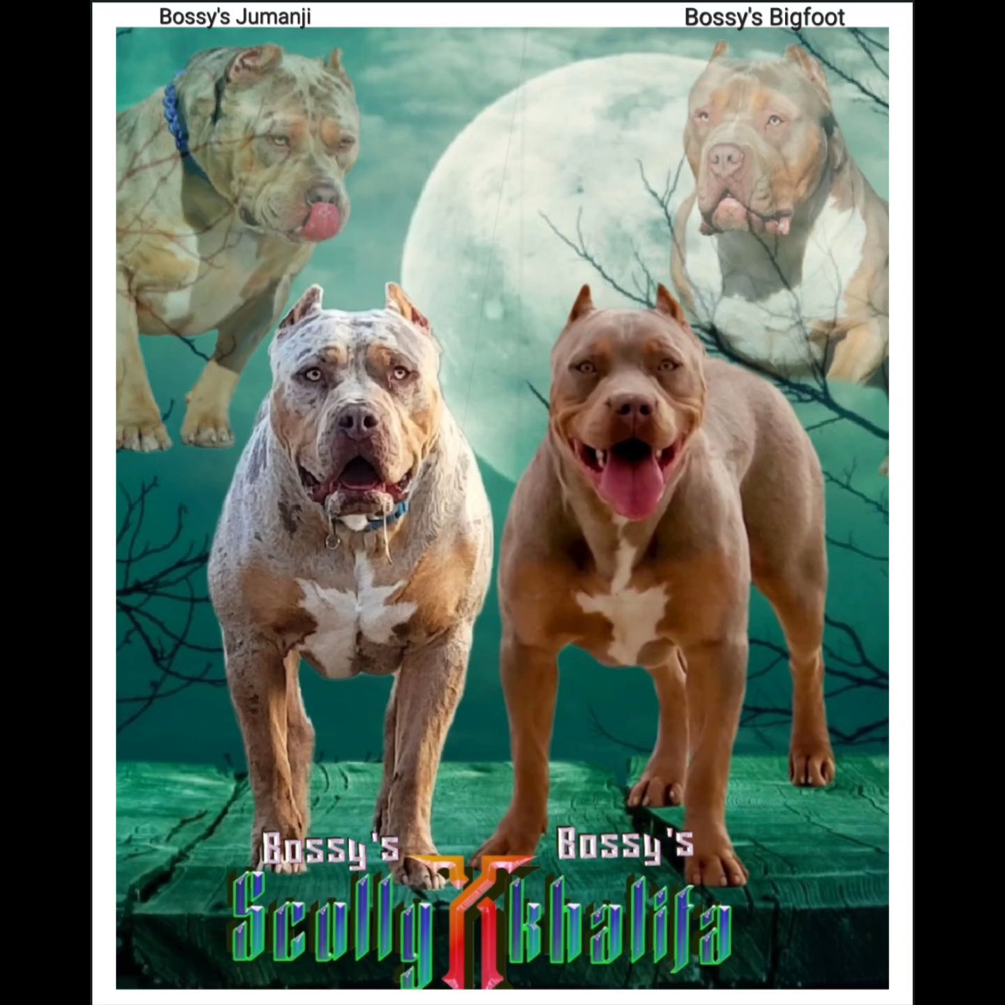 xl American bullys lilac tri in Victorville, California