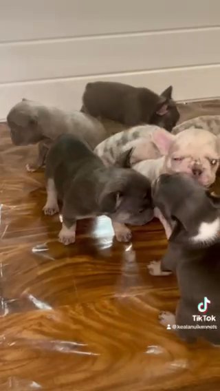 Look At This One! French bulldog Puppies in Honolulu, Hawaii