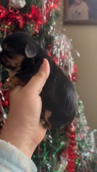 Dobie Shihtzu in Sumter, South Carolina
