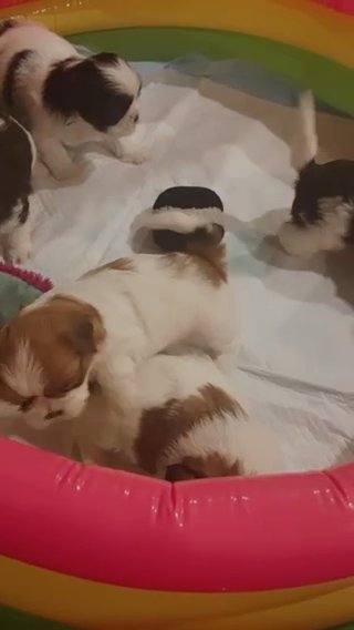 Shih Tzu Puppies in Los Angeles, California