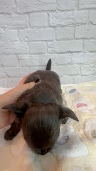 Blue ??? Longhair Chihuahua Puppy in Brooklyn, New York