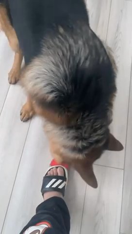 GSD in Indianapolis, Indiana