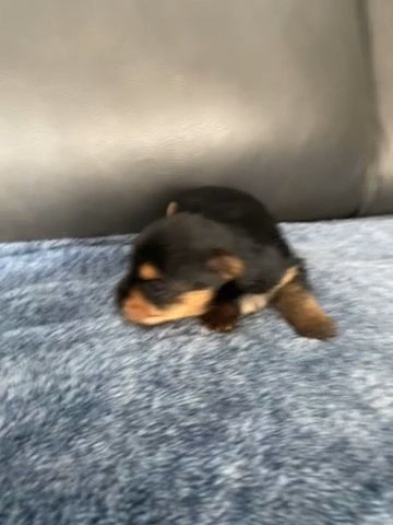 Yorkshire Terrier Female Pup in Bristol, Virginia