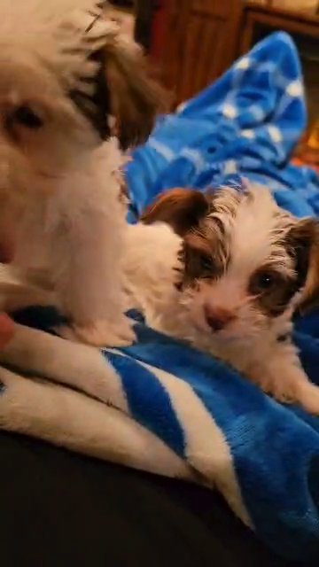 AKC Parti Yorkie FEMALE in Danville, Kentucky