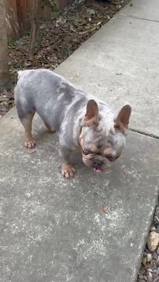 Affordable Frenchie in Elk Grove, California