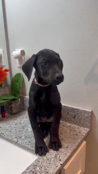 Akc Doberman in Seattle, Washington