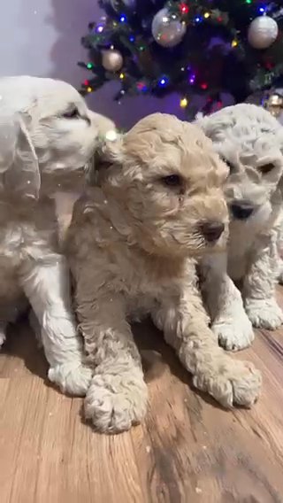 Beautiful Goldendoodles in Victorville, California