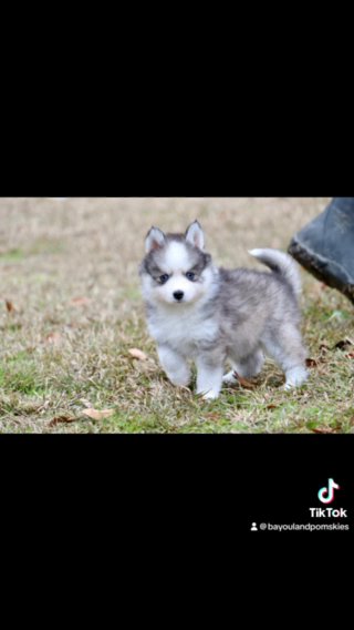 Cullen-Pomsky in Baton Rouge, Louisiana
