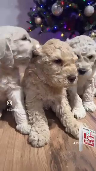 Goldendoodle in Victorville, California