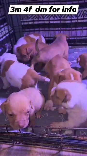 xl bullies  redlion Camelot  cross in Bristol, Virginia