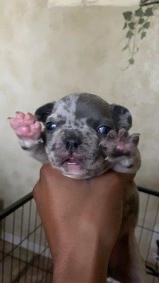 French Bulldog merle Boy in Austin, Texas