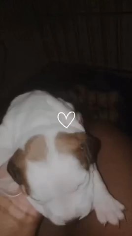 Pit Bull Puppies in Montgomery, Alabama