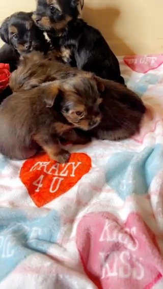 Shorkie Puppies in Sterling Heights, Michigan