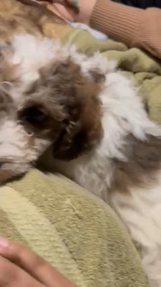 Mini Goldendoodle For Sale In New Jersey in Barnegat (Township), New Jersey