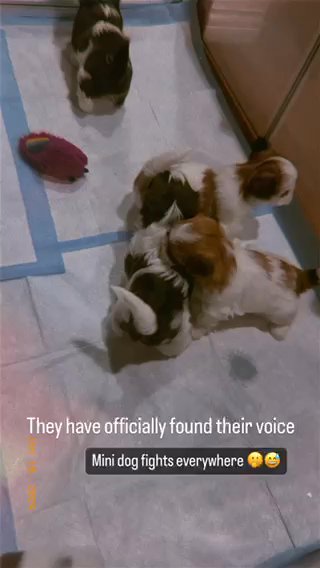 Valentine Puppiesss! in Los Angeles, California