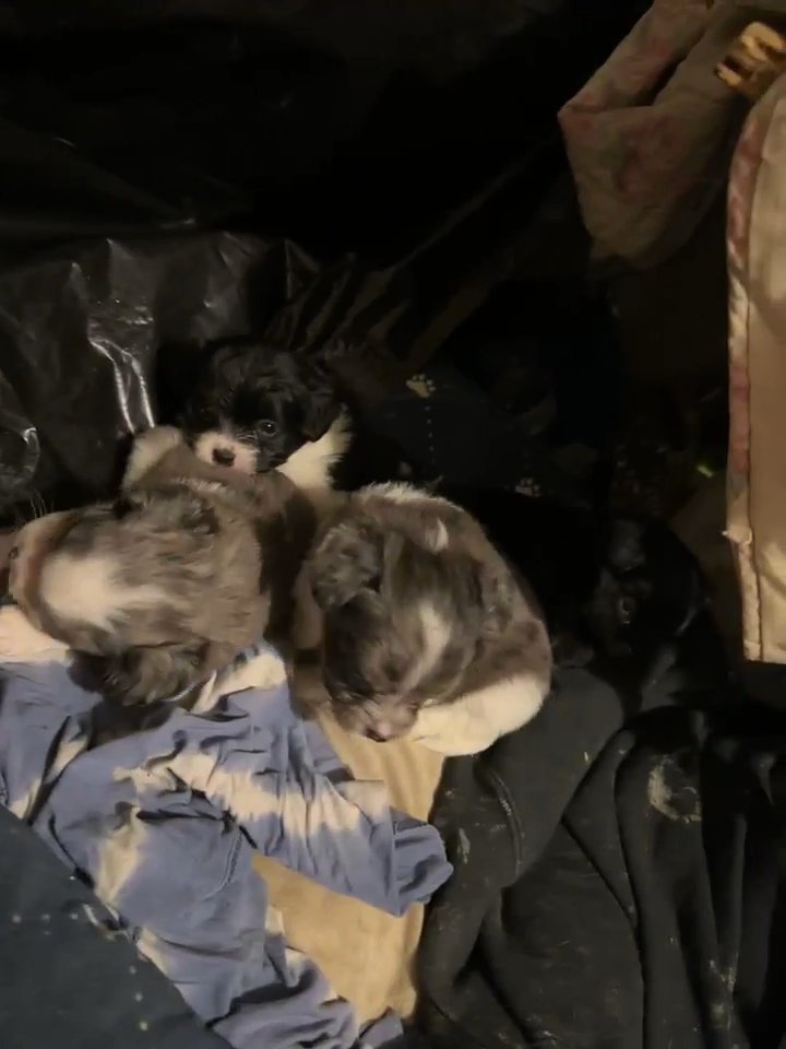 cocker spaniel mix in Tulsa, Oklahoma