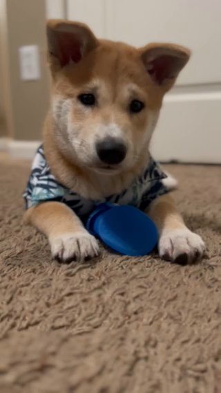 Shiba Inu For Sell!!! 2,000 Dollars Willing To Negotiate in Fresno, California