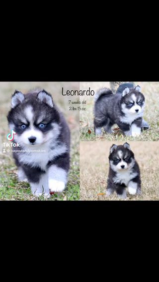 Leonardo-Pomsky in Baton Rouge, Louisiana