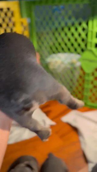 Tyson French Bulldog REGESTERED in Chicago, Illinois